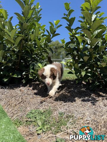 Female Border collie 