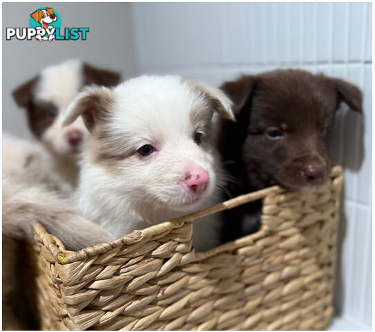 Female Border collie 