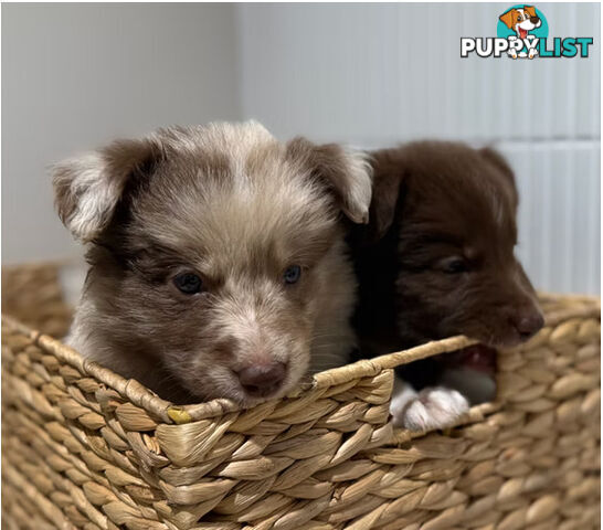 Female Border collie 