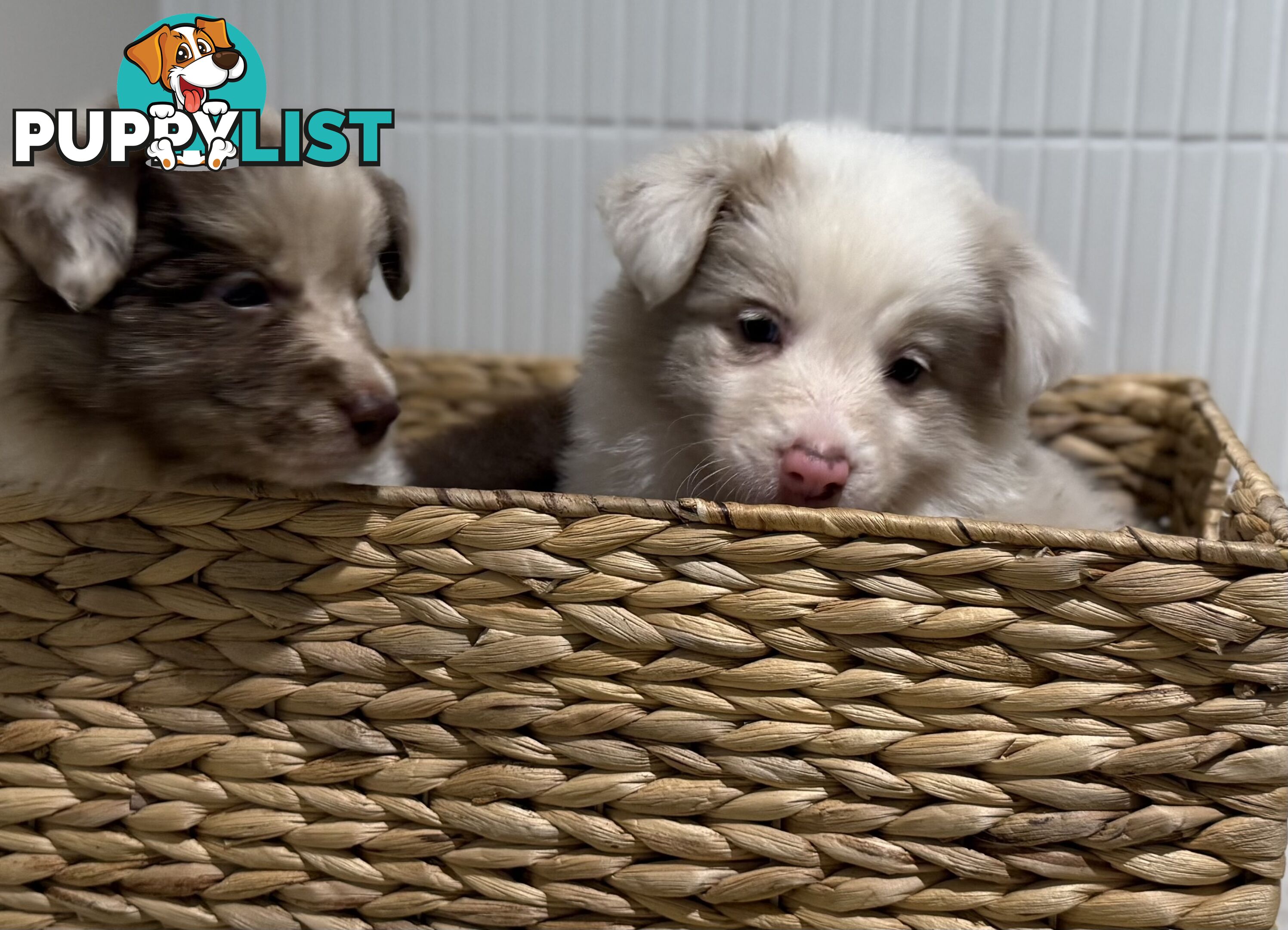 Border collie puppy 