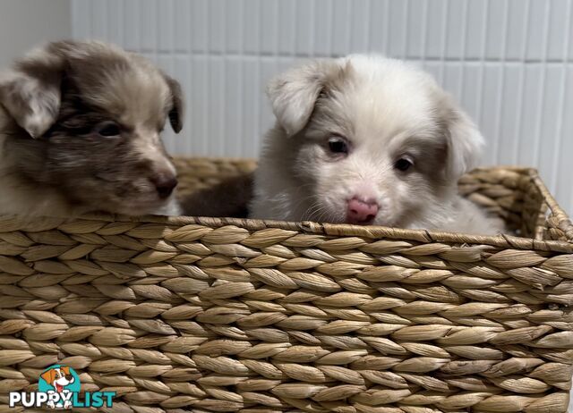 Border collie puppy 