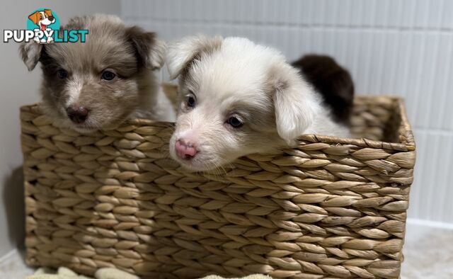 Border collie puppy 