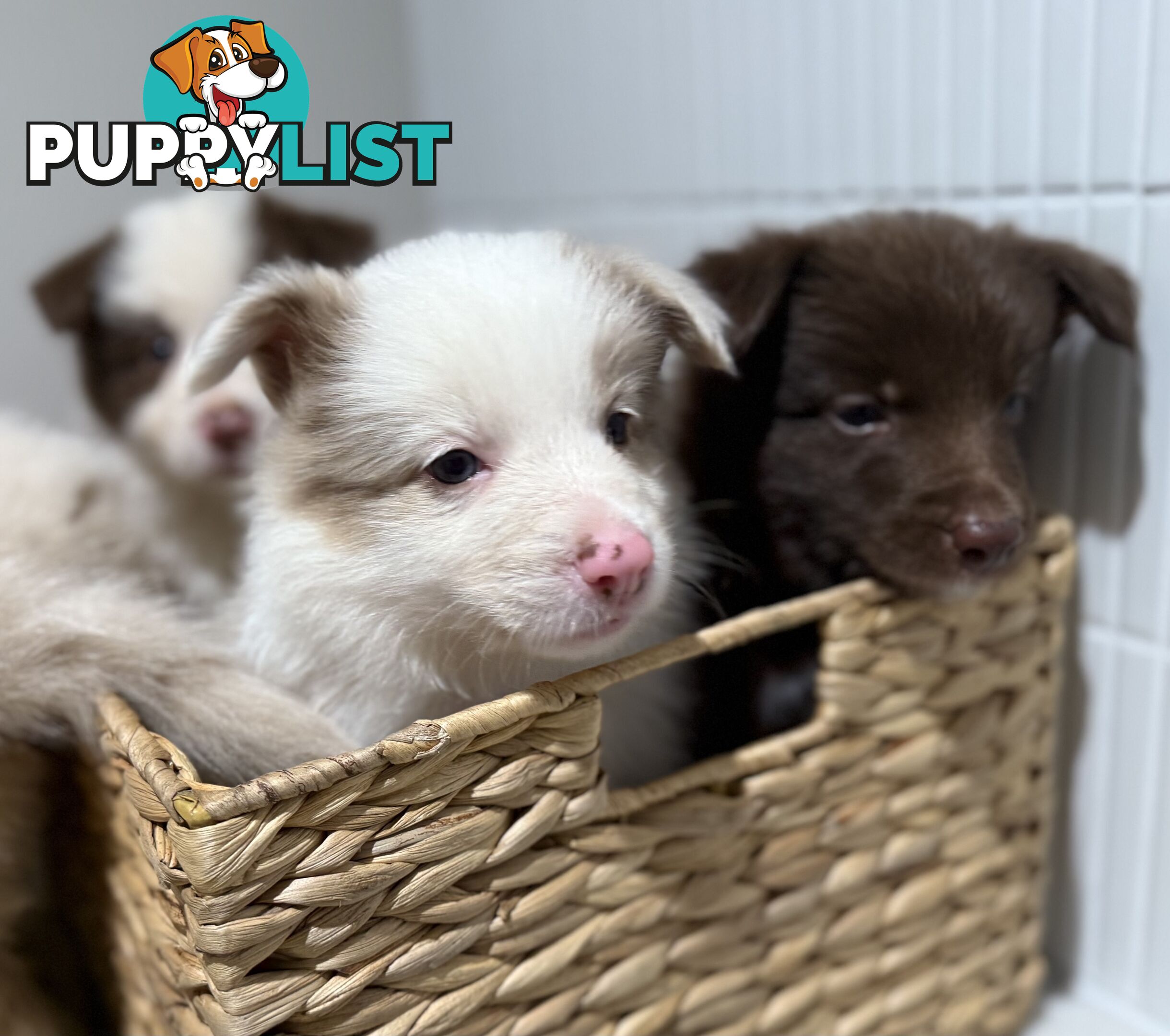 Border collie puppy 