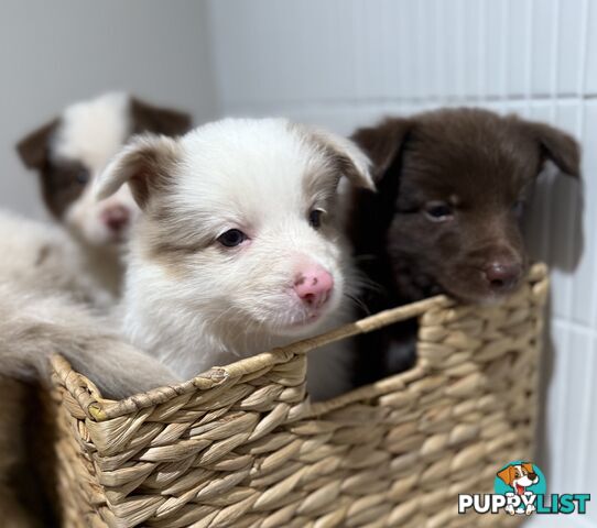 Border collie puppy 