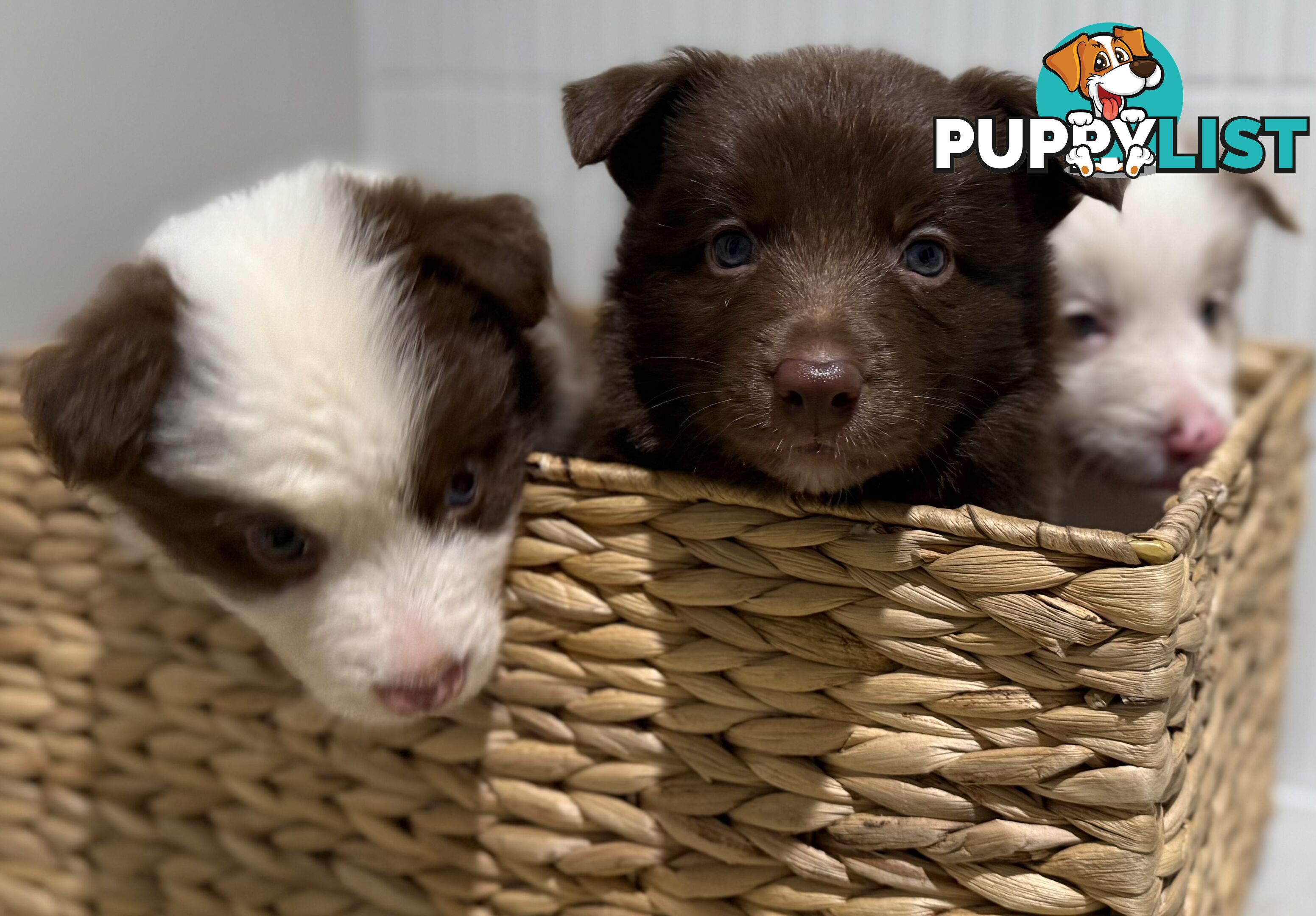 Border collie puppy 