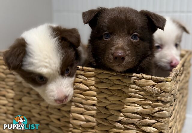 Border collie puppy 