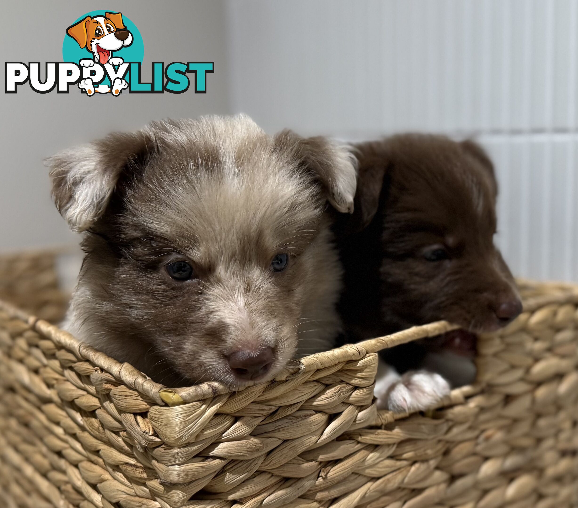 Border collie puppy 