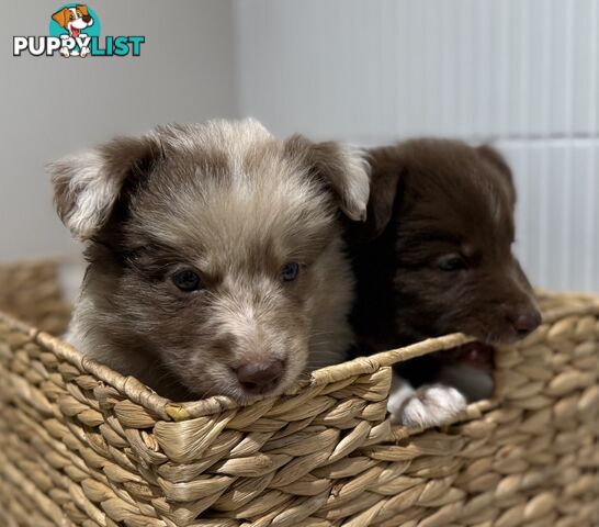 Border collie puppy 