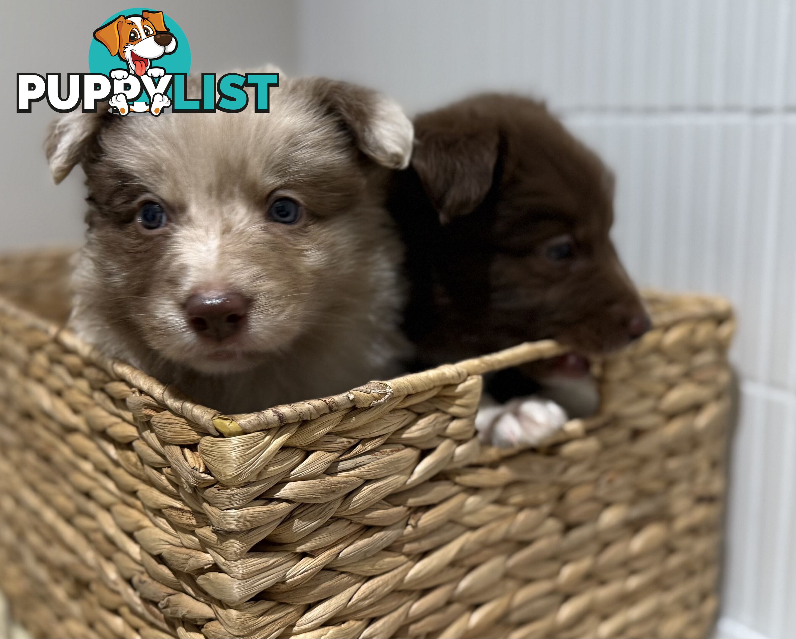 Border collie puppy 