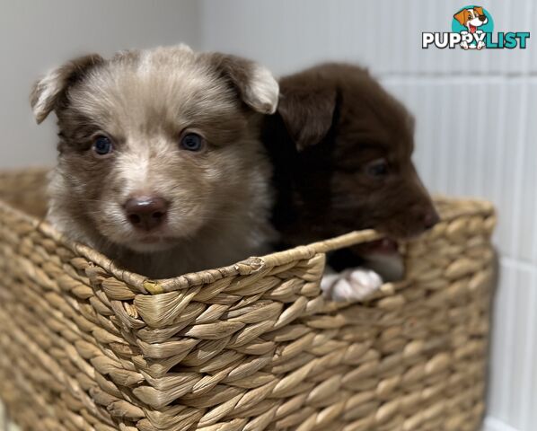 Border collie puppy 