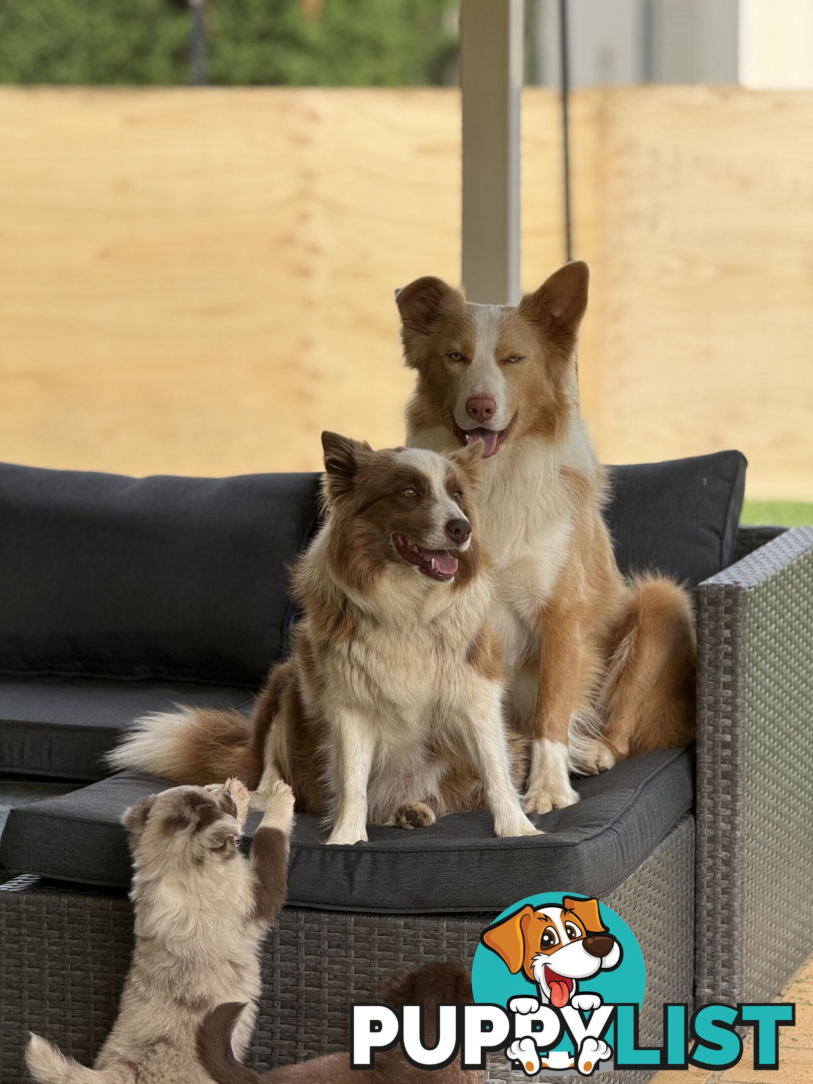 Border collie puppy 