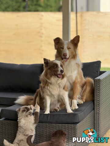 Border collie puppy 