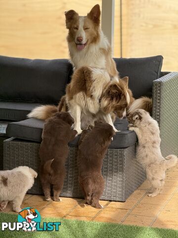 Border collie puppy 