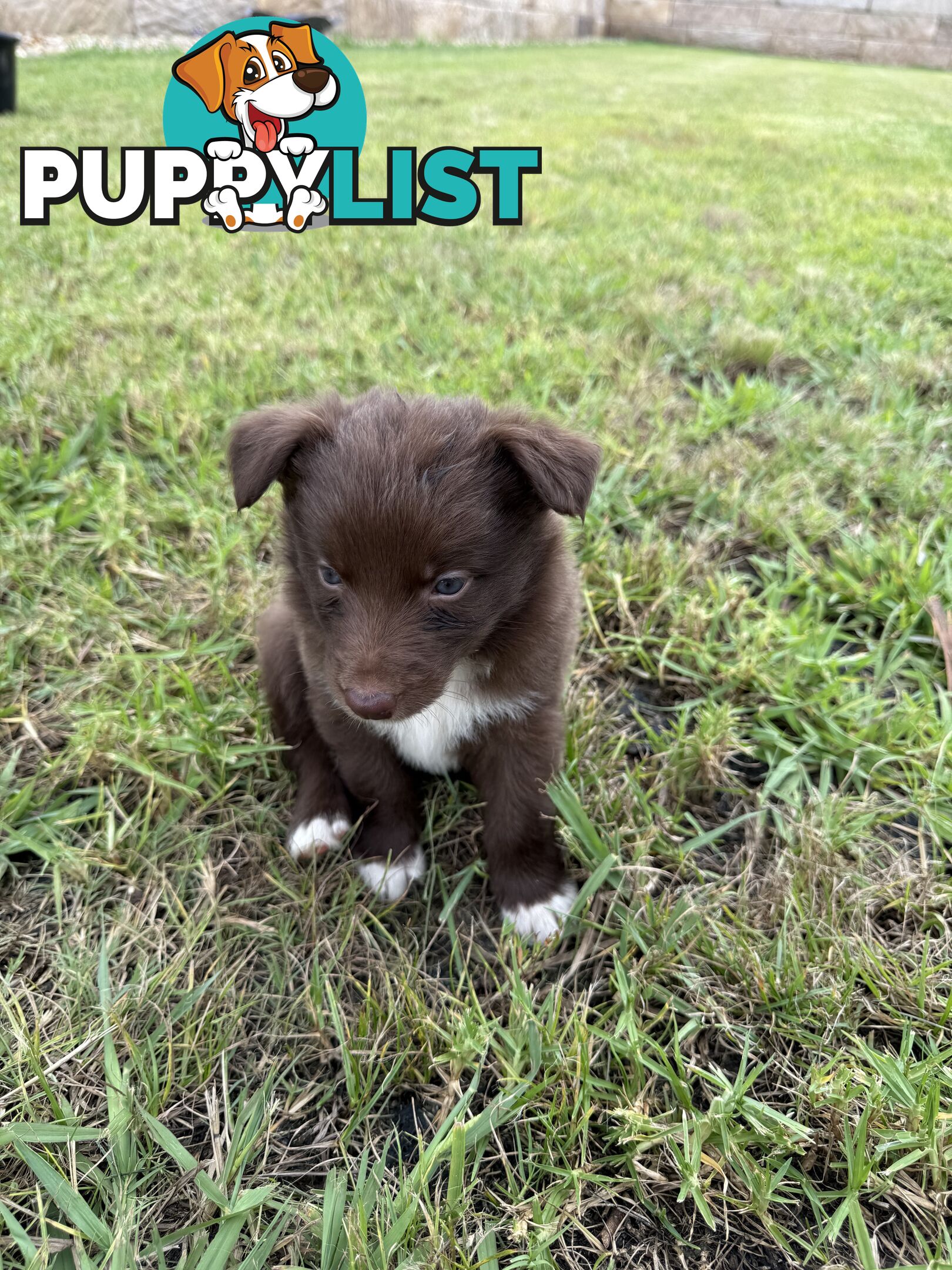 Border collie puppy 