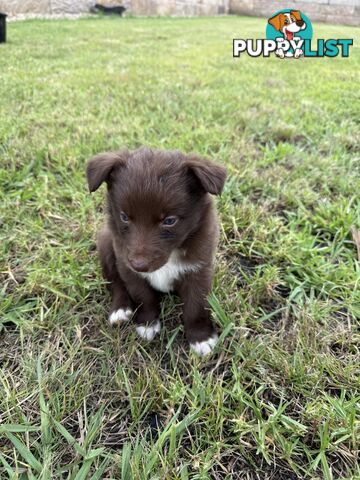 Border collie puppy 