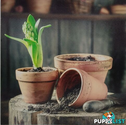 Home Decor Canvas Prints - 40 x 40 cm Pot Plants - 800131