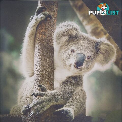 Canvas Prints 40x40cm Koala - 801081