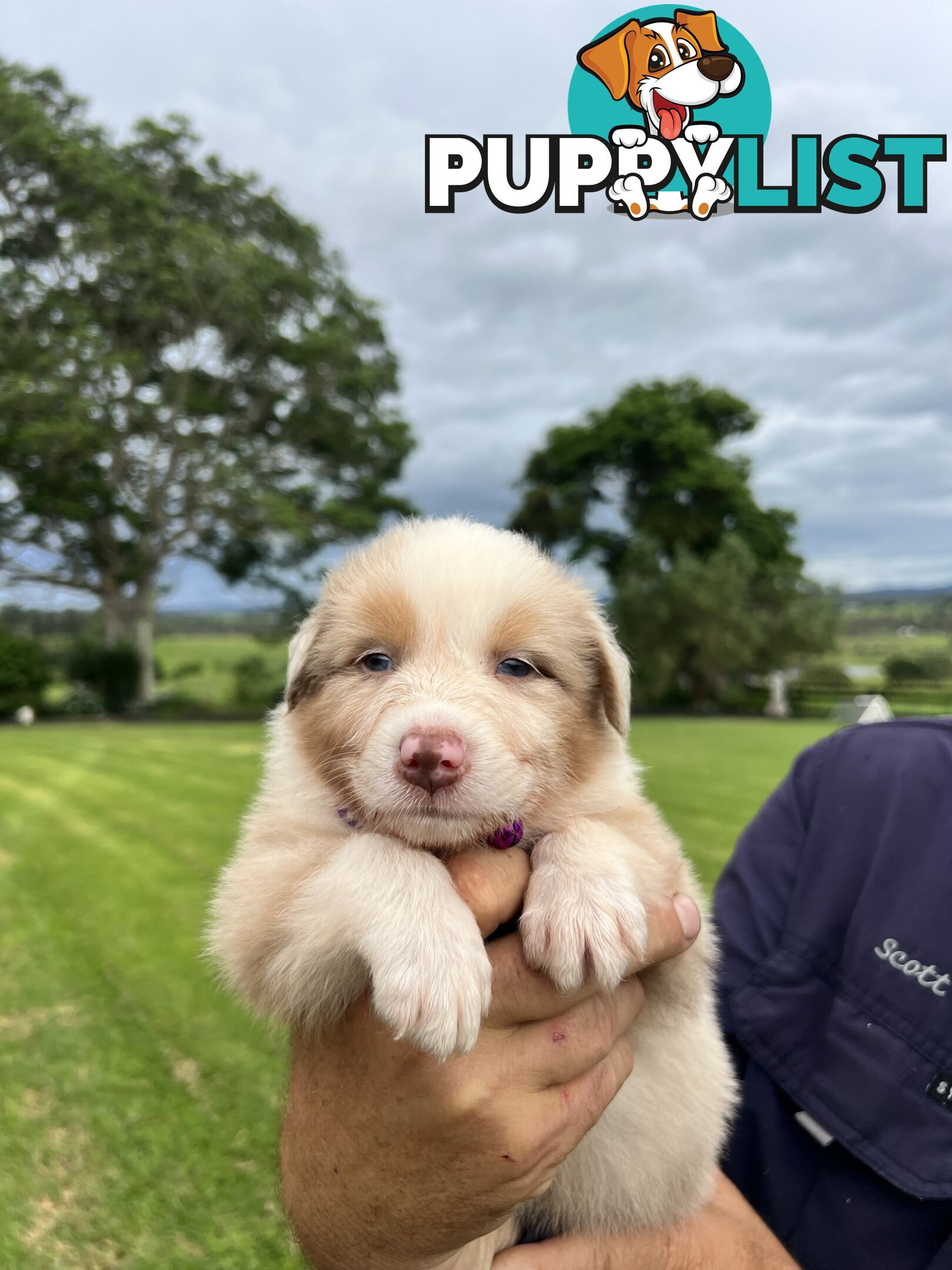 Australian Shepherd Puppies