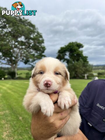 Australian Shepherd Puppies