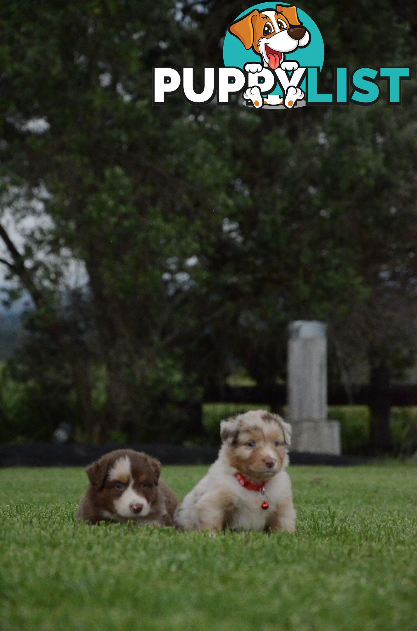 Australian Shepherd Puppies