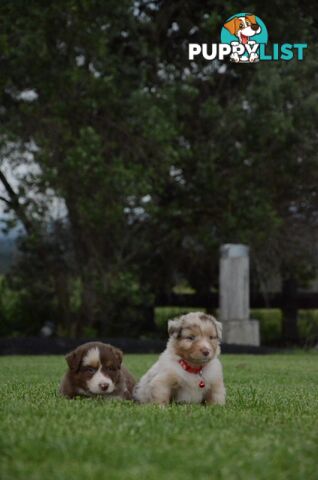 Australian Shepherd Puppies