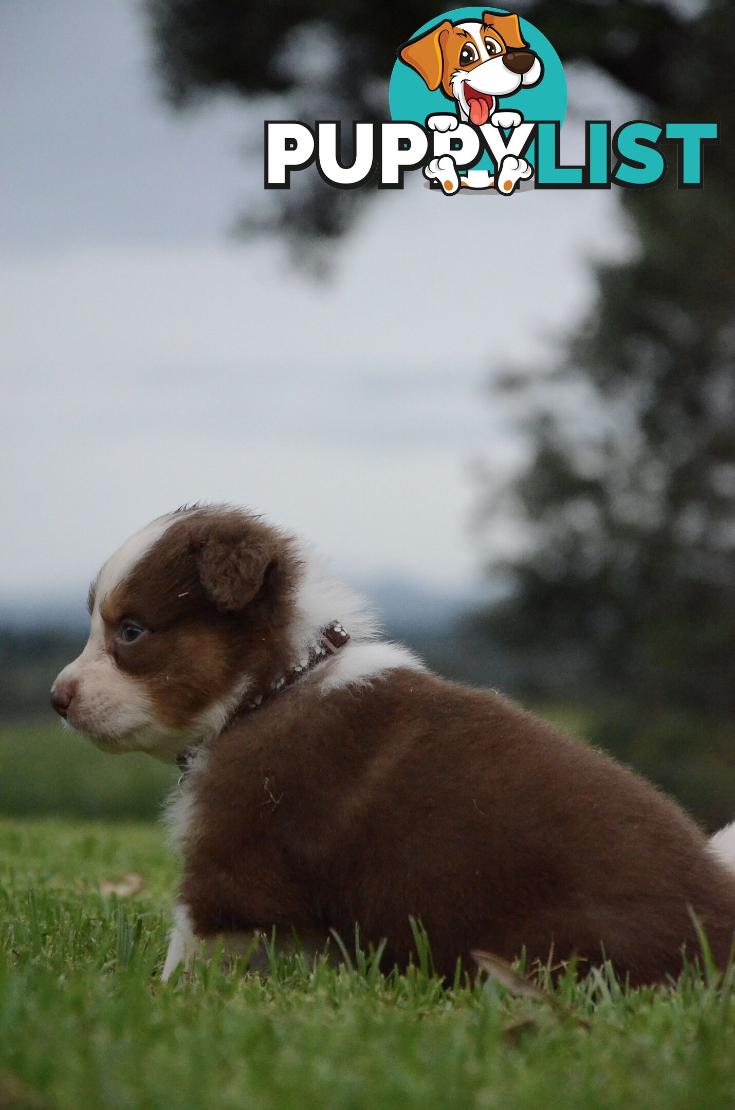 Australian Shepherd Puppies