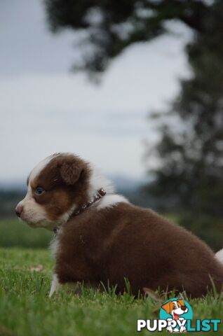 Australian Shepherd Puppies