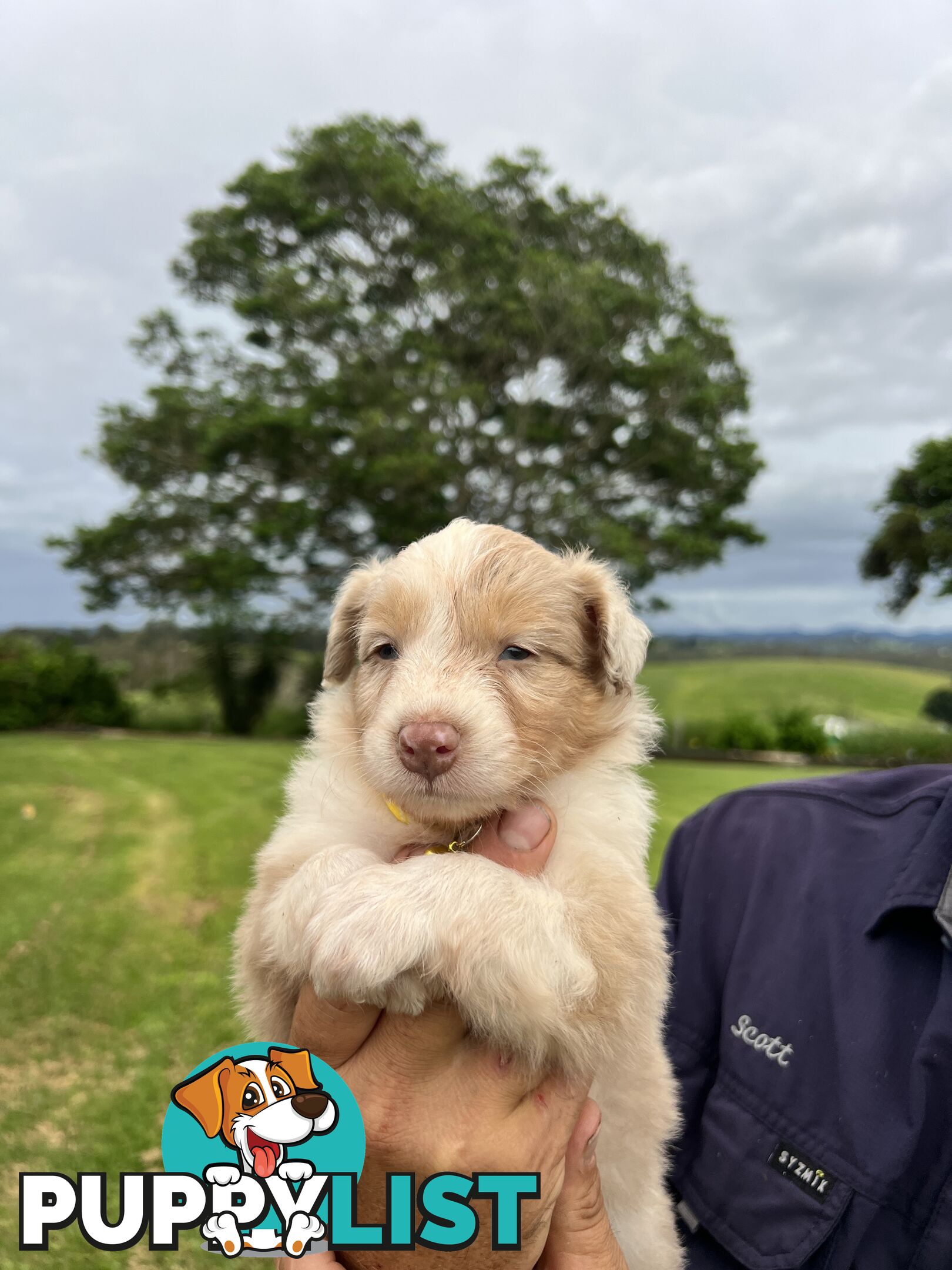 Australian Shepherd Puppies