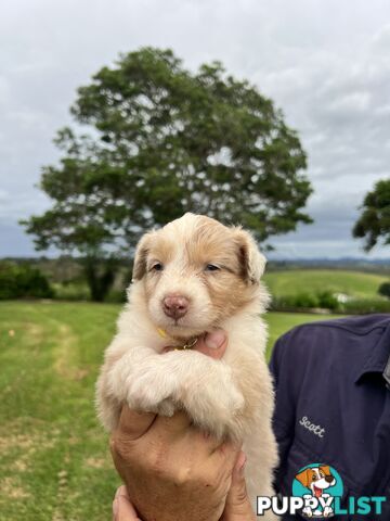 Australian Shepherd Puppies