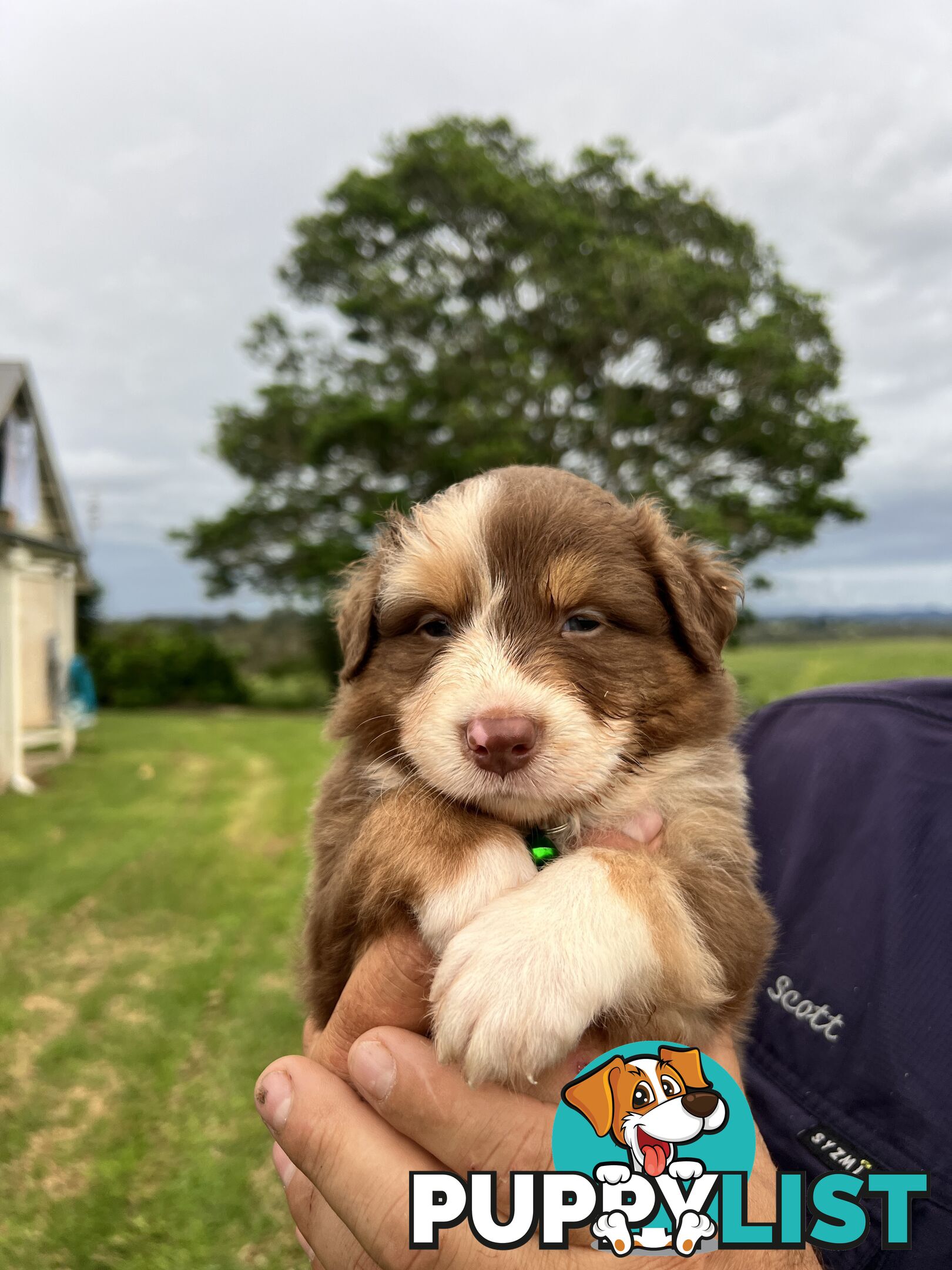 Australian Shepherd Puppies