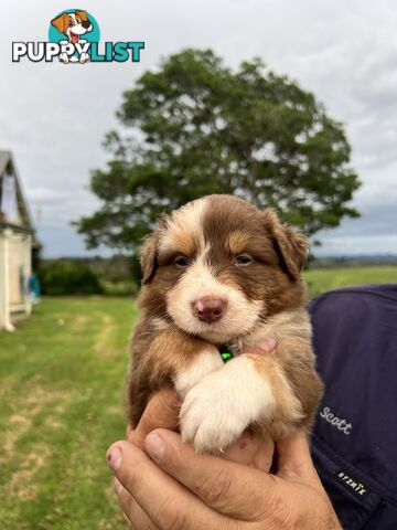 Australian Shepherd Puppies