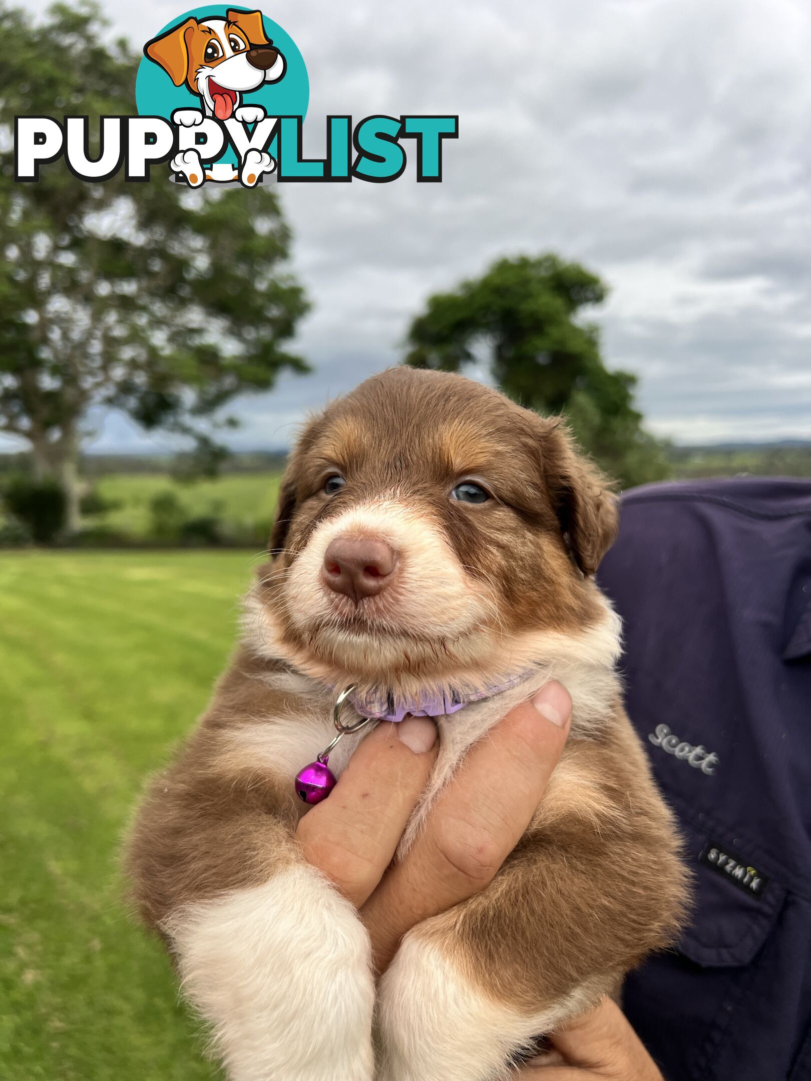 Australian Shepherd Puppies