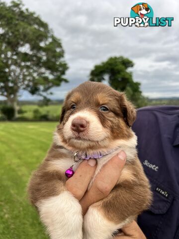 Australian Shepherd Puppies