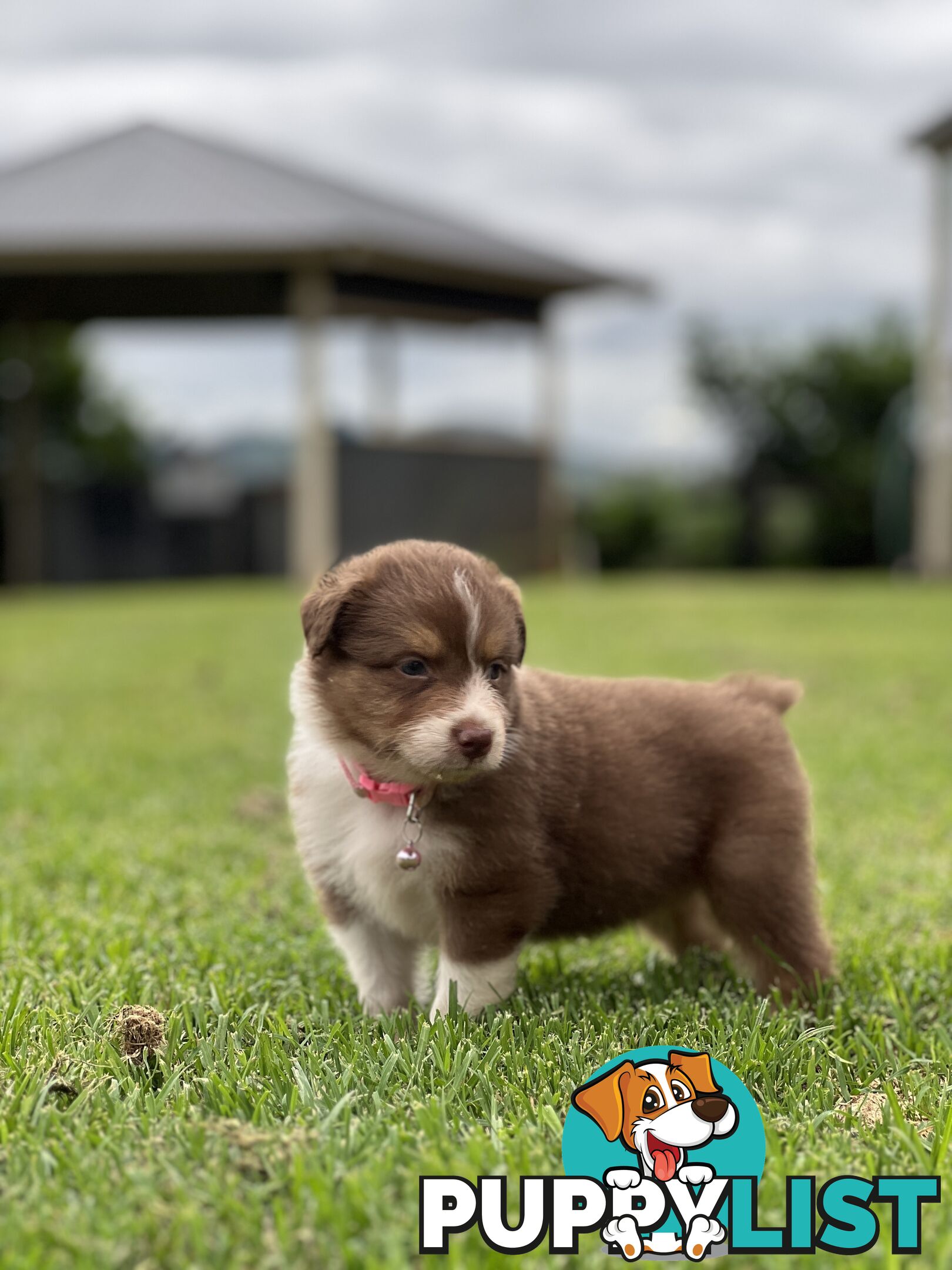 Australian Shepherd Puppies