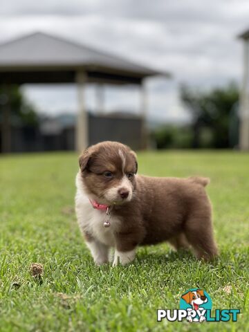 Australian Shepherd Puppies