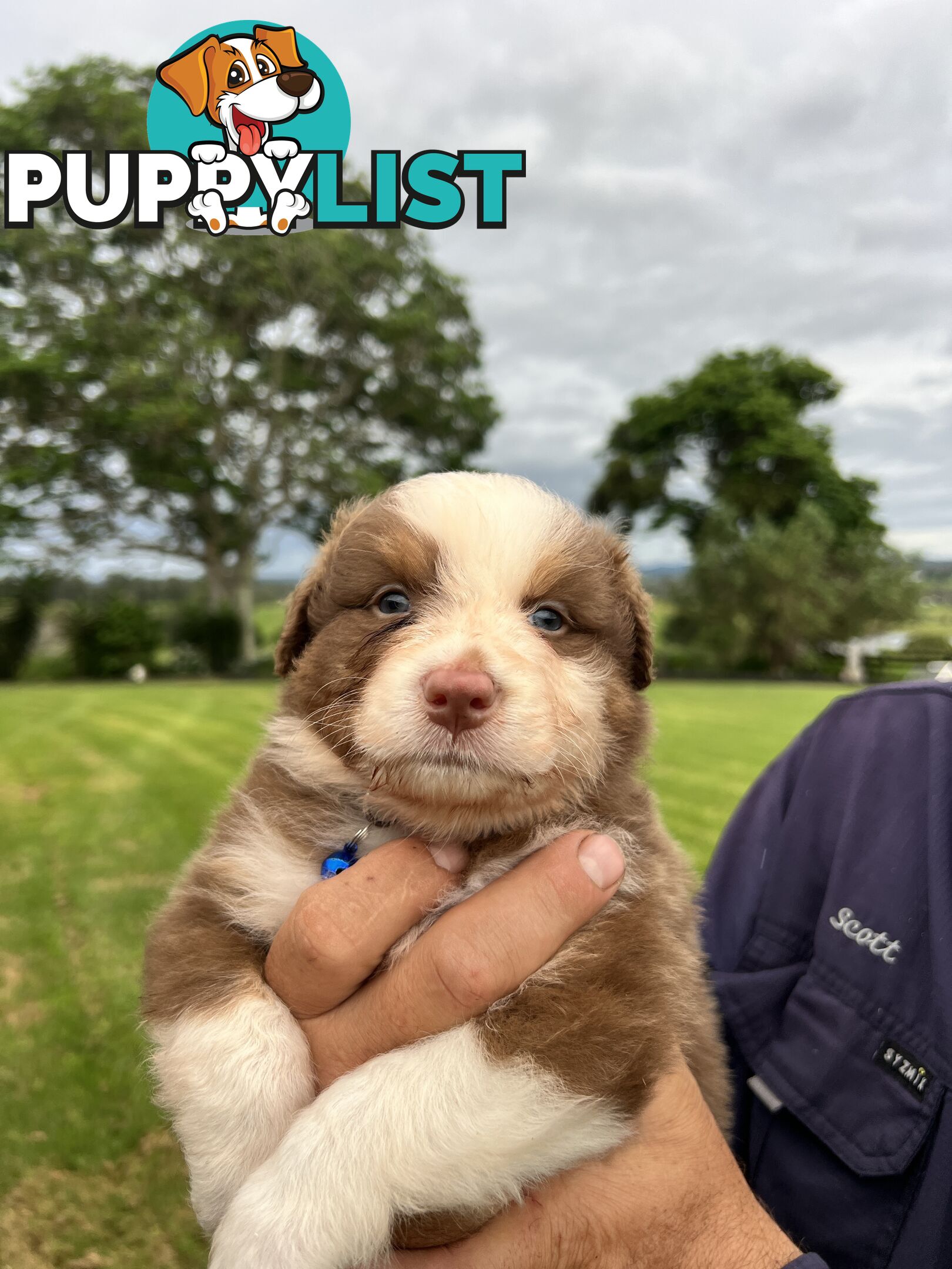 Australian Shepherd Puppies