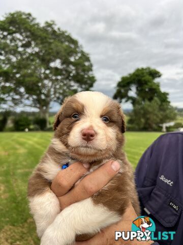 Australian Shepherd Puppies