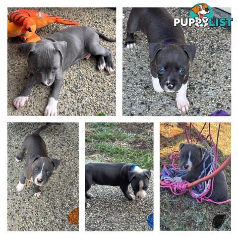 Purebred Blue American Staffy Puppies. Available from  29th March