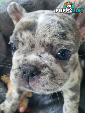 French Bulldog Puppies