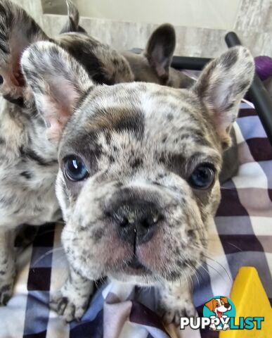 French Bulldog Puppies