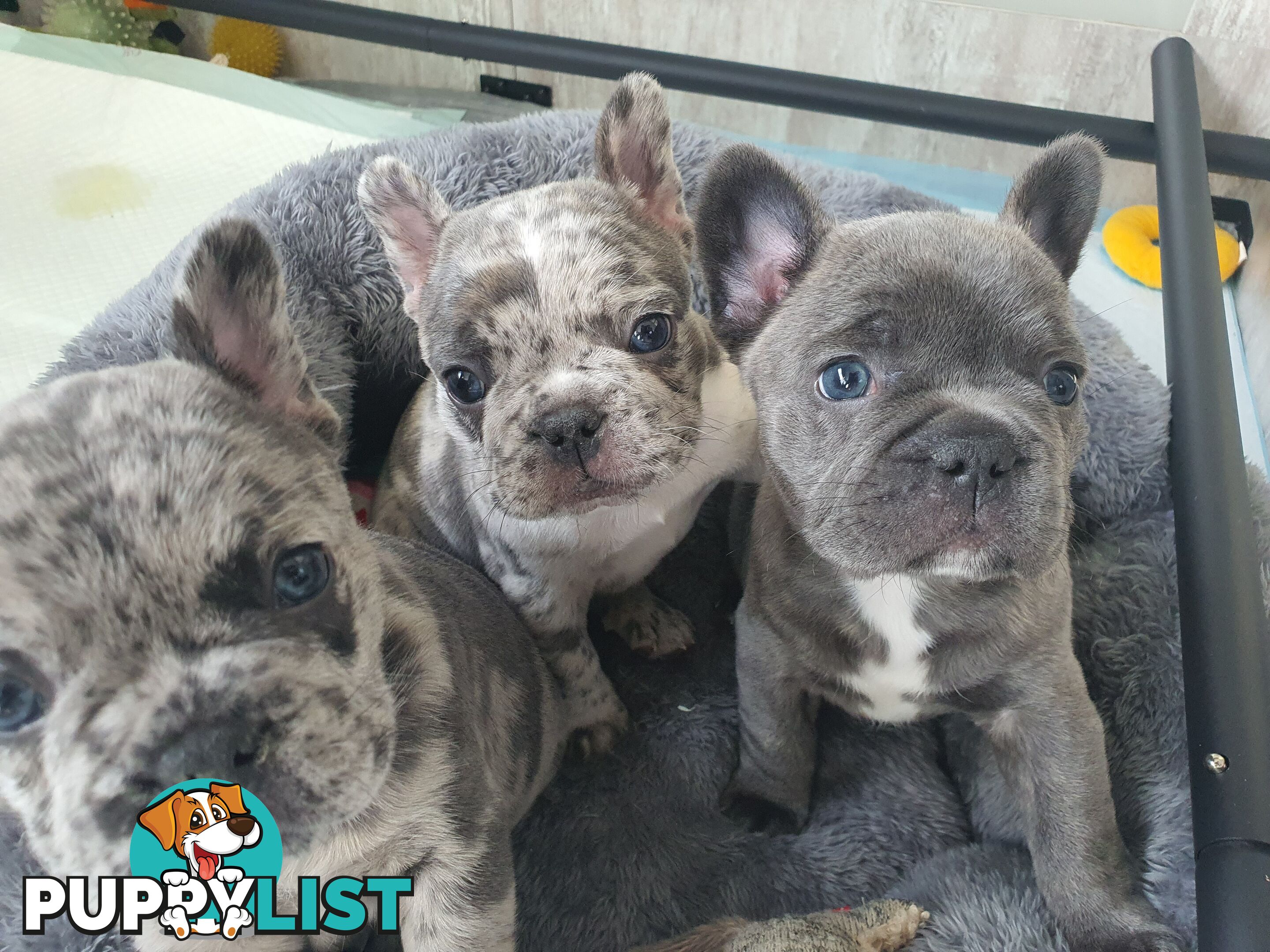 French Bulldog Puppies