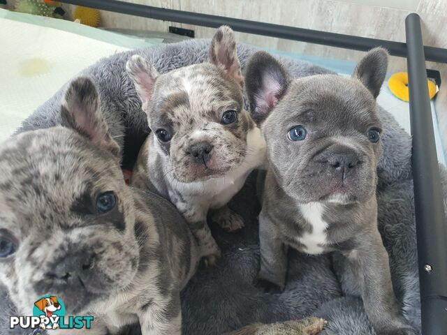 French Bulldog Puppies