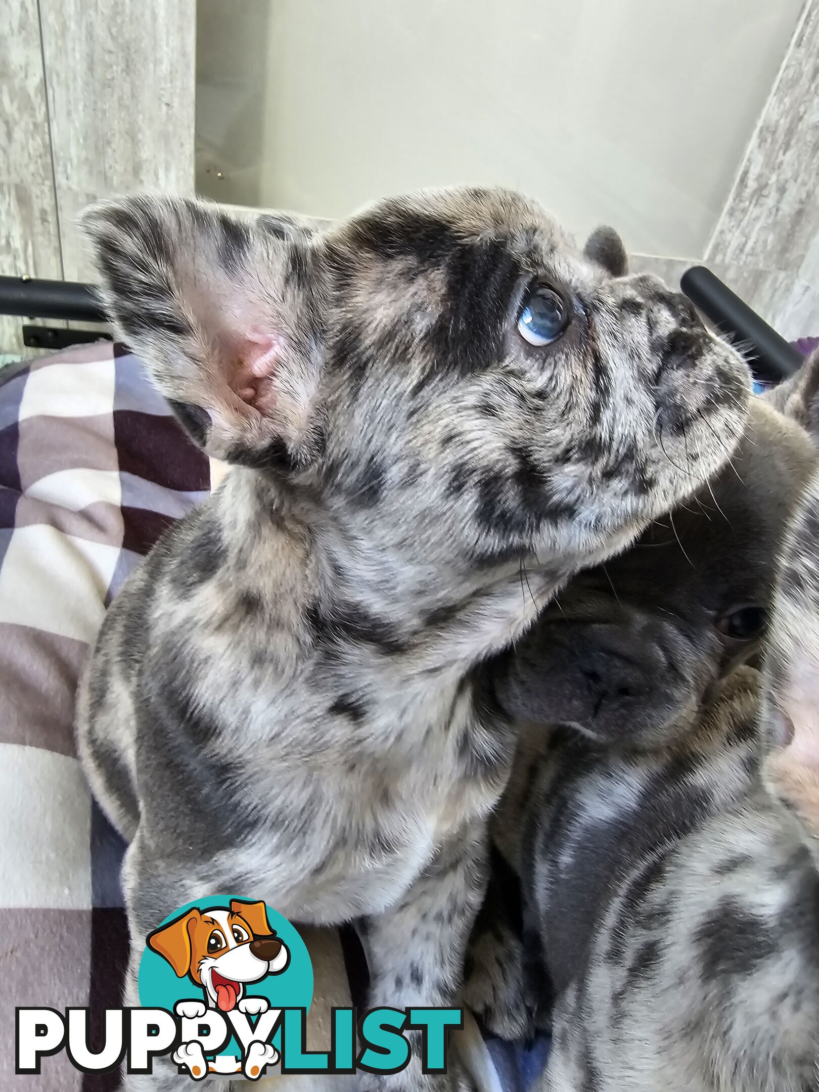 French Bulldog Puppies