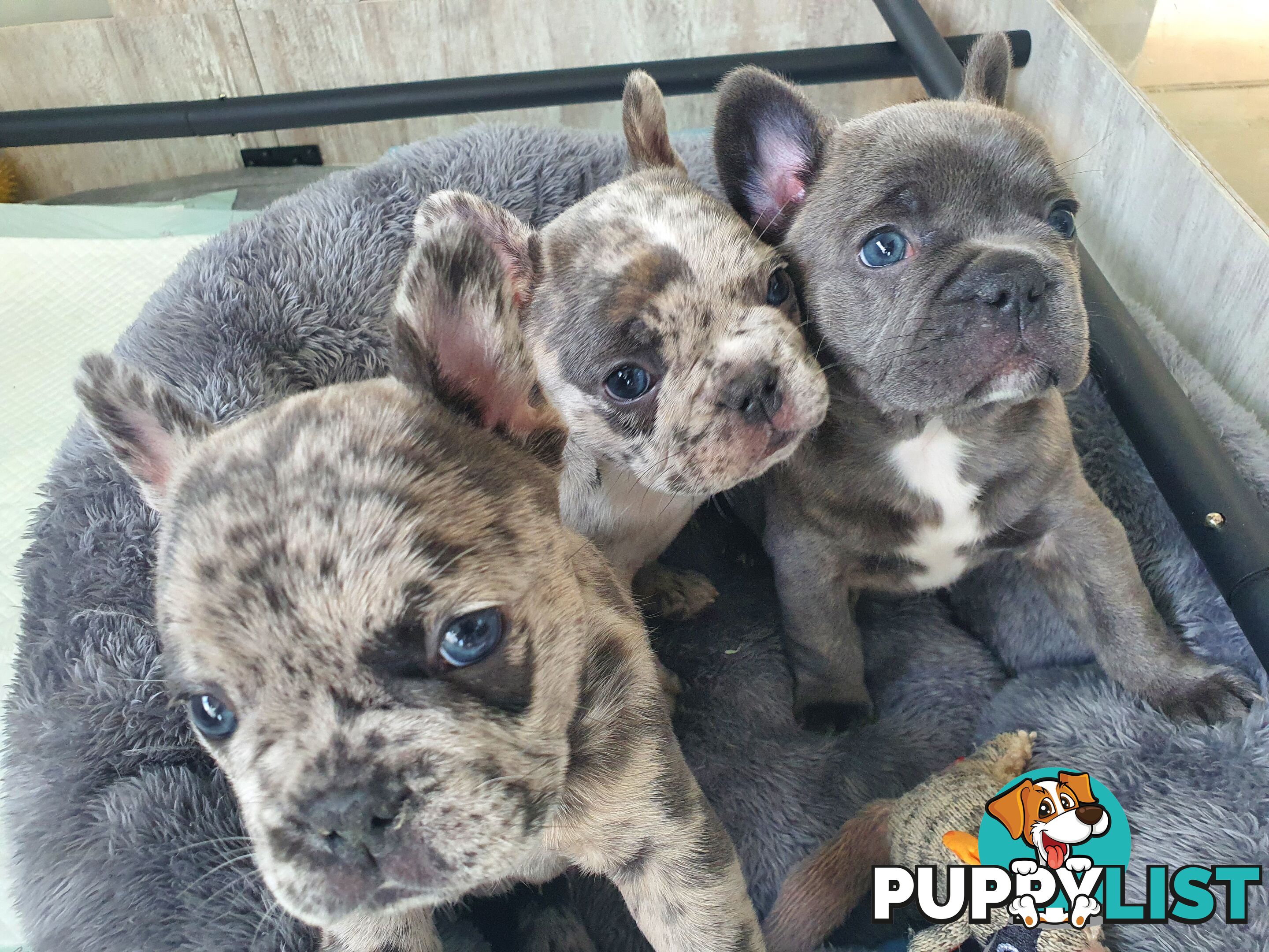 French Bulldog Puppies