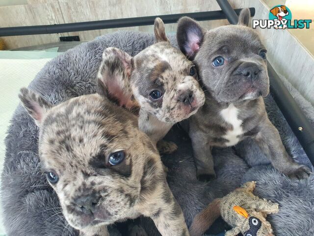 French Bulldog Puppies