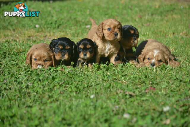 Cavalier King Charles Spaniel Registered Dogs Vic Puppies