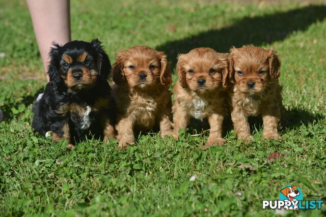 Cavalier King Charles Spaniel Registered Dogs Vic Puppies