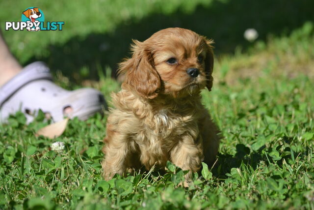 Cavalier King Charles Spaniel Registered Dogs Vic Puppies