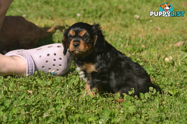 Cavalier King Charles Spaniel Registered Dogs Vic Puppies