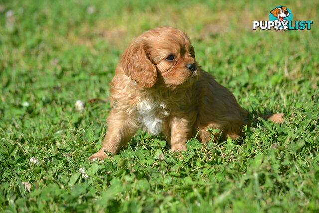 Cavalier King Charles Spaniel Registered Dogs Vic Puppies